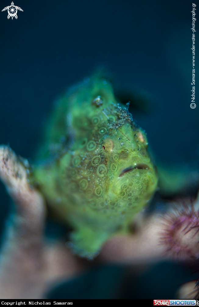 Green frogfish