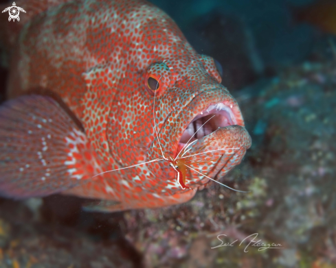 A grouper