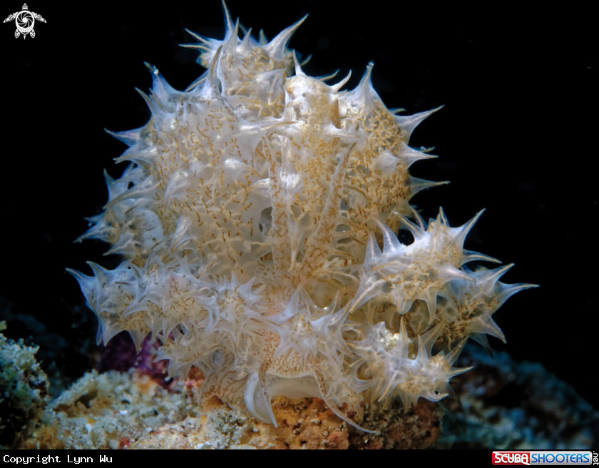 Coral or Nudibranch