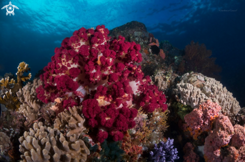 A Dendronephthya klunzingeri | Soft coral