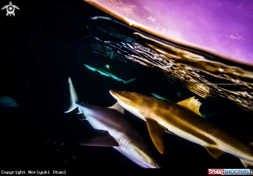 half-underwater [[[#]]]4 Shark & Sunset at Vertigo Yap Micronesia