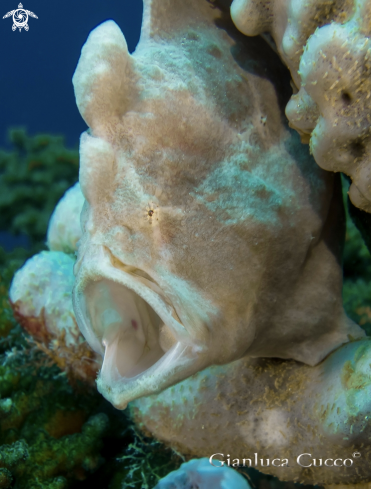 A Antennarius commerson | Frogfish