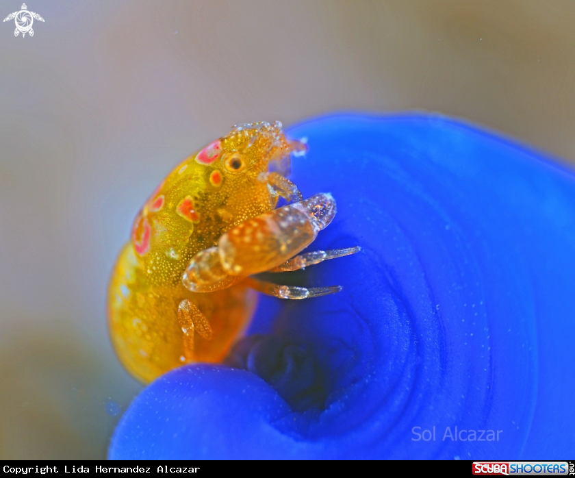 Tunicate shrimp