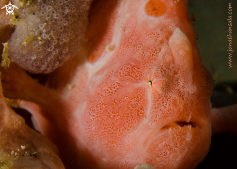 A Antennarius Pictus | Frogfish