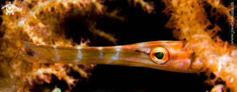 A Alostomus Maculatus | Trumpetfish