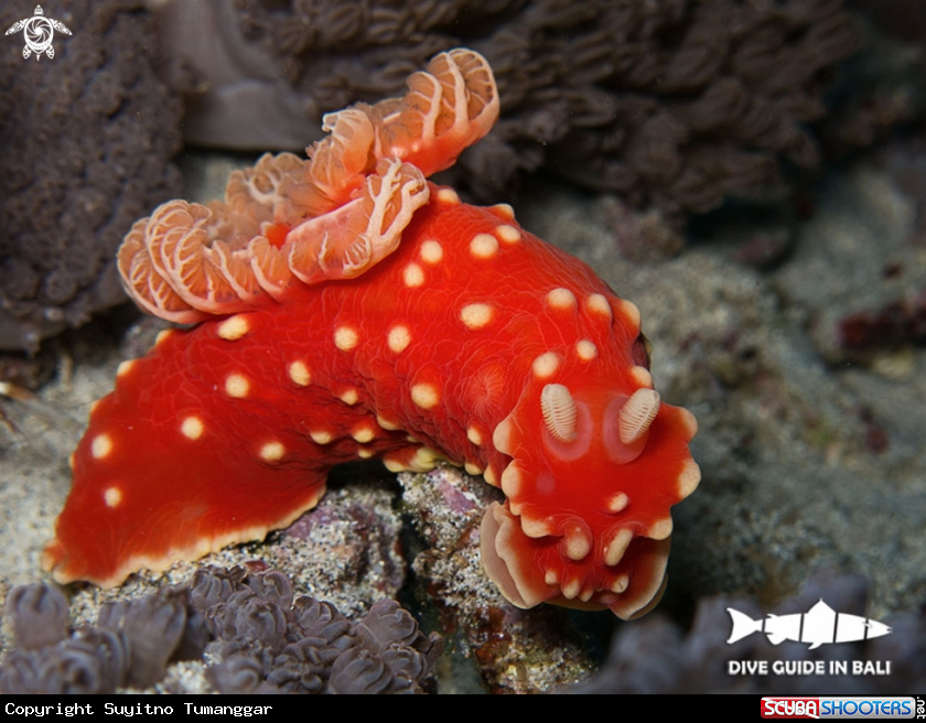 A Strawberry nudibranch