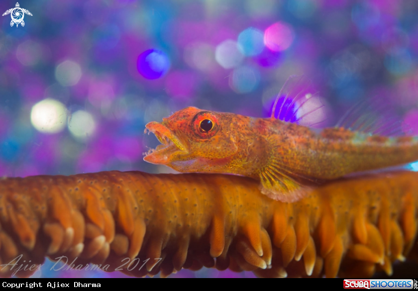 Party goby 