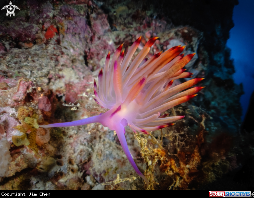 Underwater flower
