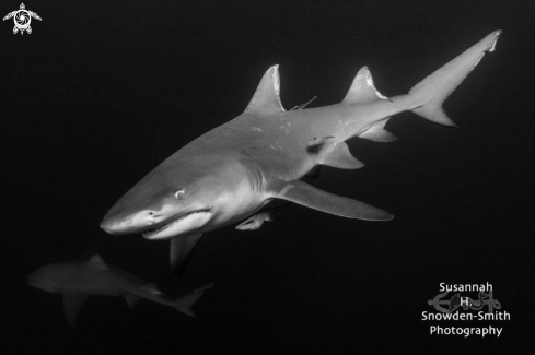 A Negaprion brevirostris | Lemon Sharks