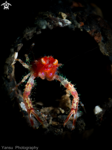 A forceline crab | Forceline crab