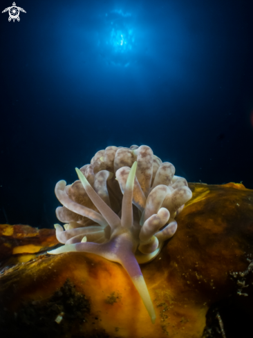 A Nudibranch