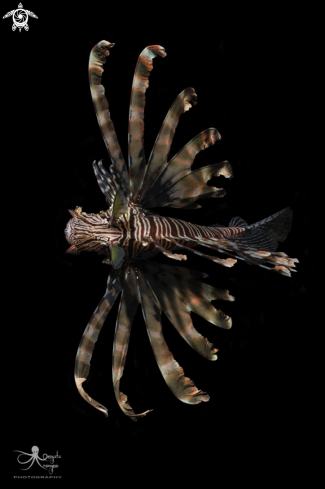 A Pterois miles | Lionfish