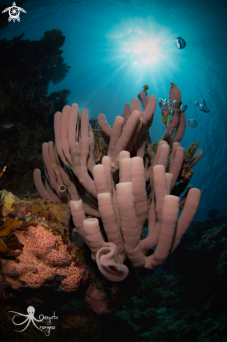 A tube coral