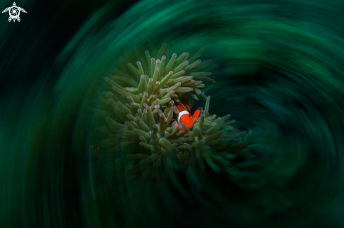A Amphiprion ocellaris | Clownfish