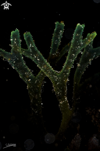 A Algae