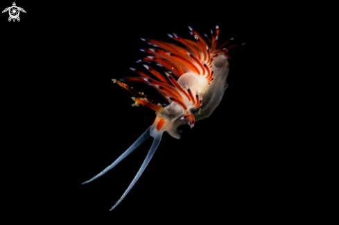 A Cratena sp.1  | Elegant nudibranch
