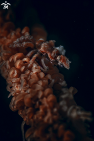 A xenocarcinus tuberculatus | Wire Coral Crab