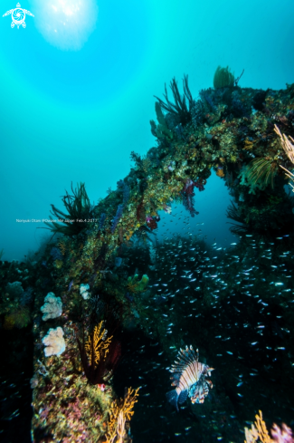 A lionfish and softcoral
