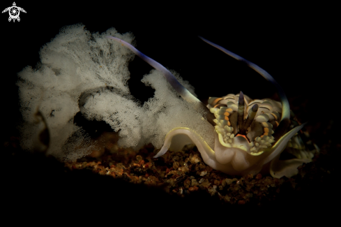 A Nudibranch Laying Eggs