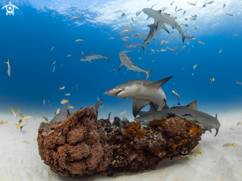 A Lemon Sharks and Caribbean Reef Sharks