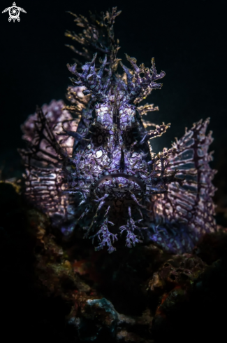 A Rhinopias frondosa | Weedy Scorpion Fish