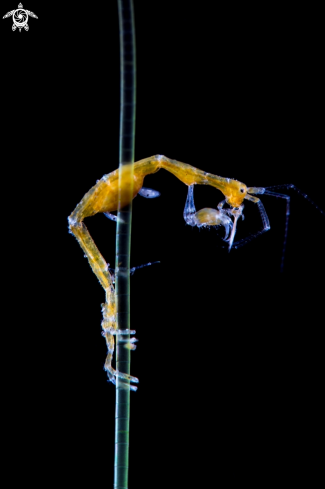 A Caprella sp | Skeleton Sprimp
