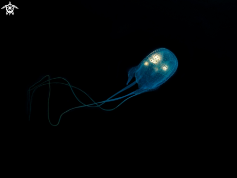 A Box Jellyfish