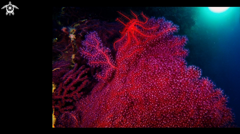 A Antedon Mediterranea on Paramuricea Clavata | Crinoide on Red Gorgon