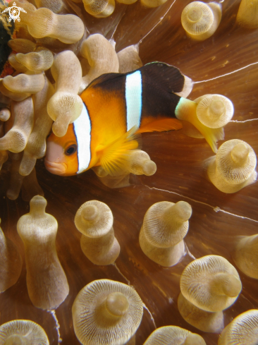 A Amphiprion percula | Clownfish