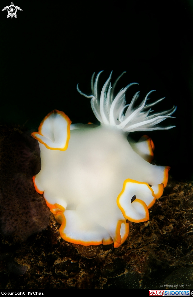 A Chromodorididae nudibranch