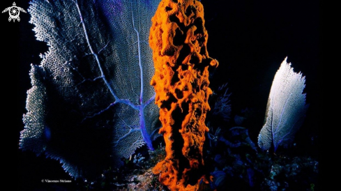 A gorgonia ventalina & aplysina fistularis | Sea Fan & Yellow Sponge