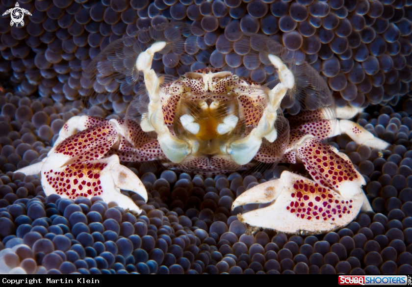 A Porcelain crab