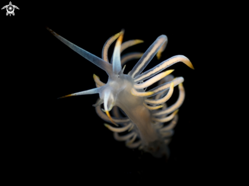 A Tenelia sp  | Nudi