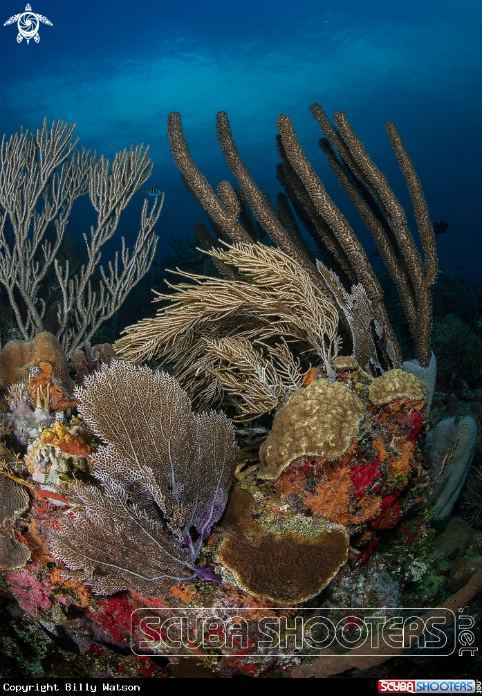 A Variety of Hard and Soft Corals