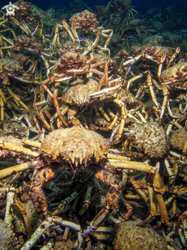A Spider Crabs