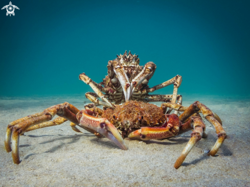 A Spider Crab