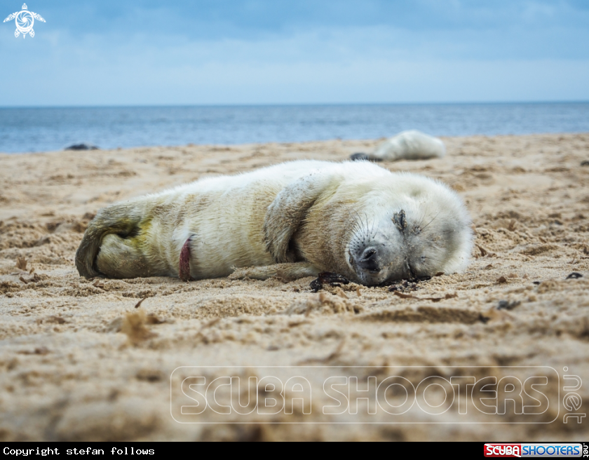 A Grey Seal (pup)