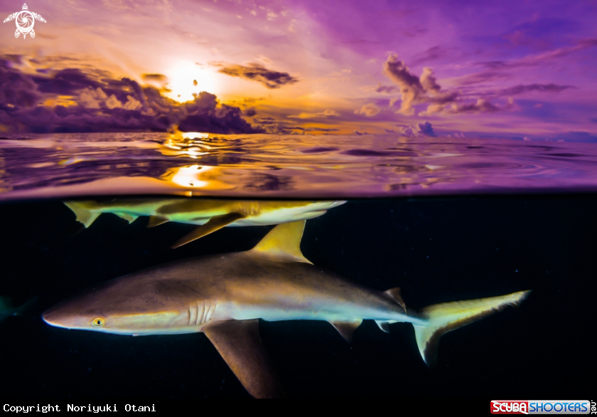Shark and Sunset at Yap Micronesia