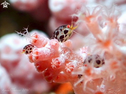 A Cyproidea sp. | Ladybug Amphipods