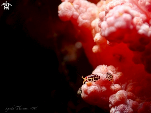 A Cyproidea sp. | Ladybug Amphipods