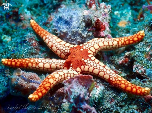 A Fromia monilis | Necklace Starfish or Tiled Starfish