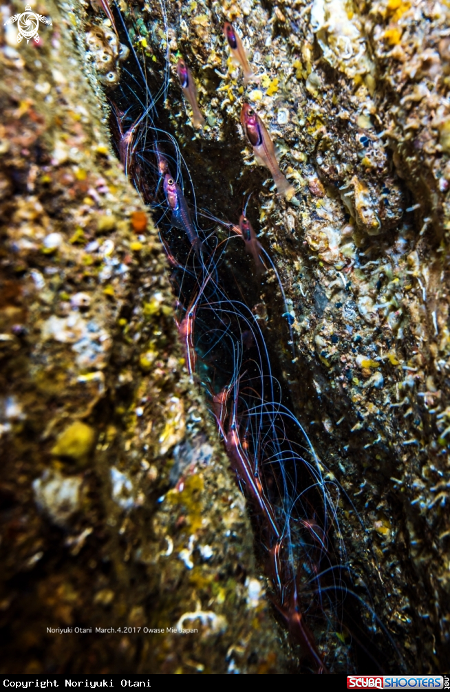  narwal shrimp in small cave