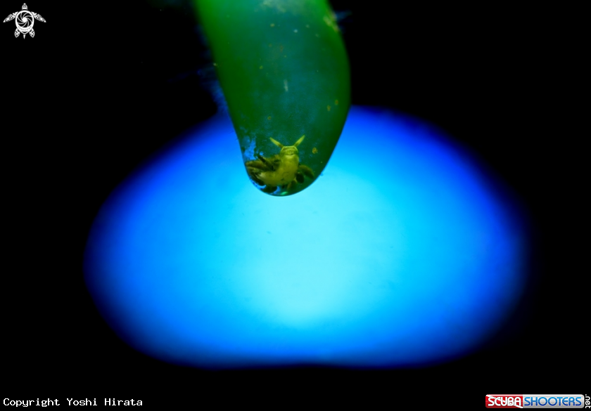 Nudi in the algae with blue light