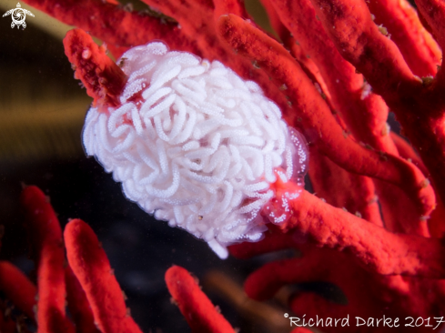 A Nudibranch Egg Ribbon