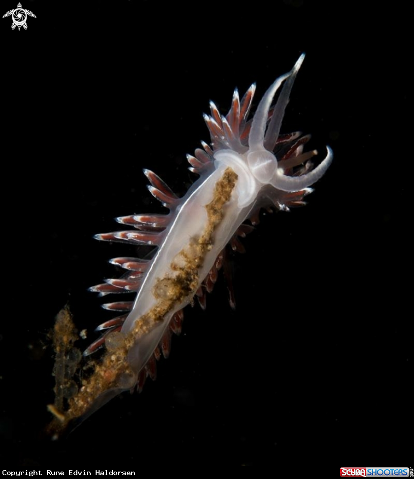 Flabellina lineate