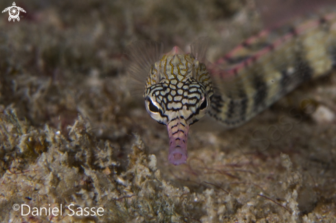 A Network Pipefish 