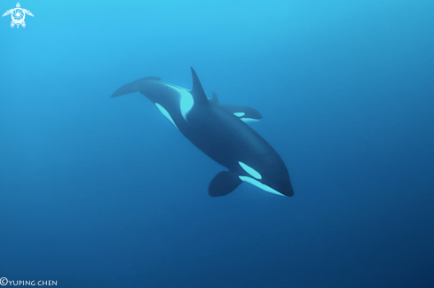 A Orcinus orca/Killer whale
