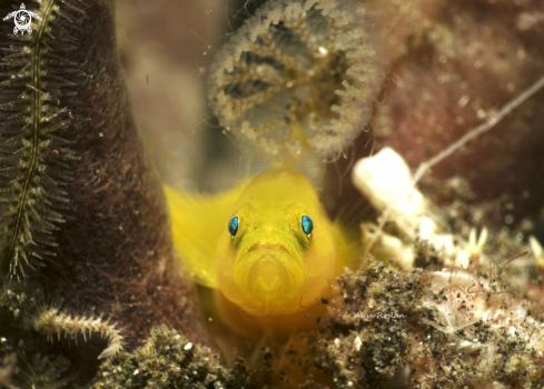 A Yellow  Clown Goby | Yellow  Clown Goby