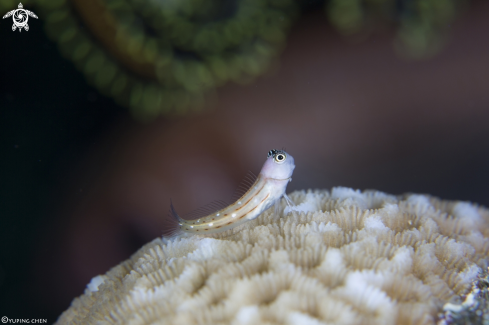A Three-Lined Blenny