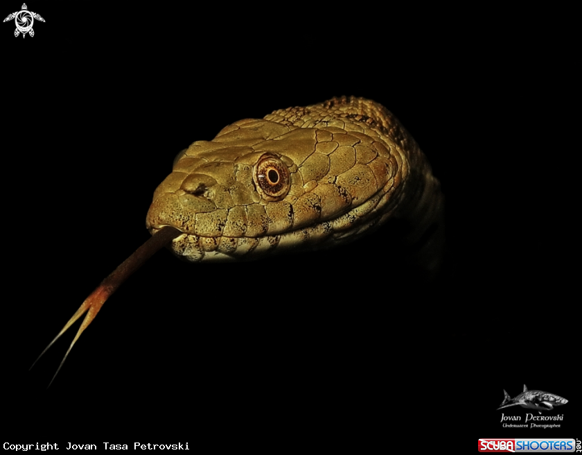 A Vodena zmija Ribarica / Water snake - Dice snake.